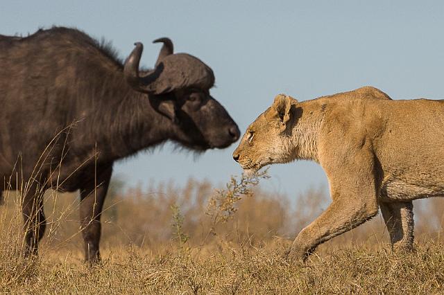 006 Botswana, Okavango Delta.jpg